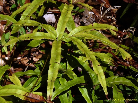 {Pteris cretica}